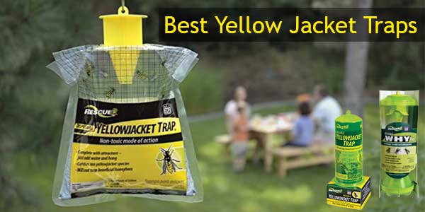 Best Yellow Jacket Trap 