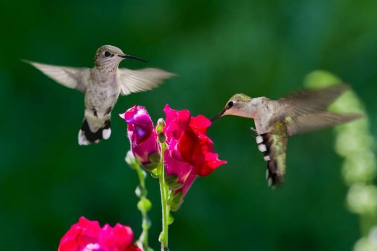 hummingbird nectar ratio
