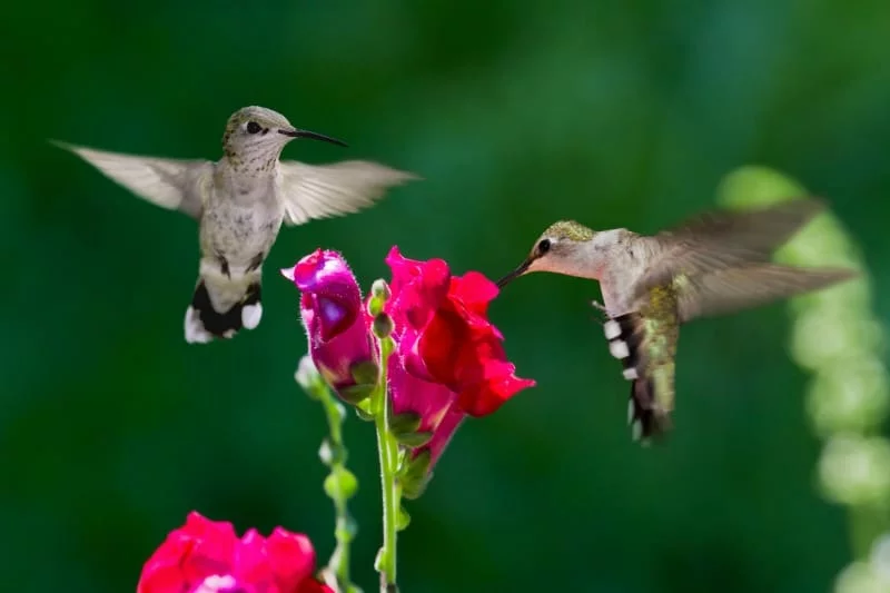homemade hummingbird flower nectar
