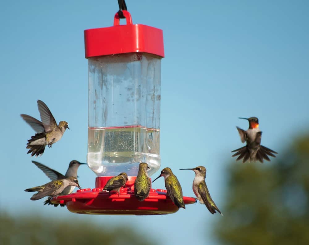 hummingbird food ratio